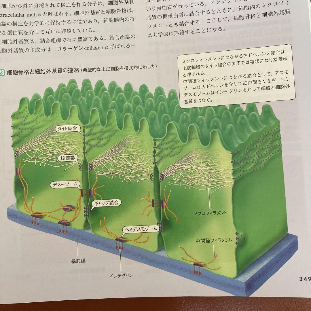 カラー図解 人体の正常構造と機能(全10巻縮刷版・全1冊) 裁断済み
