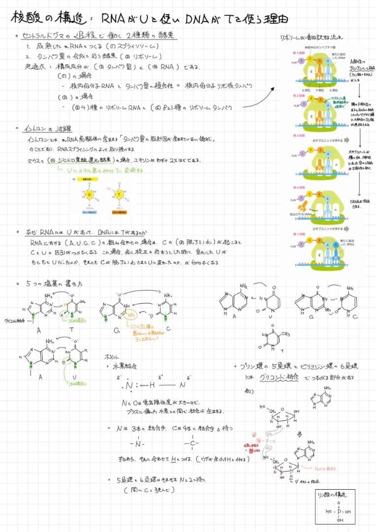 ※Rxxxma 2024改訂版 エッセンシャル細胞生物学 自作問題集
