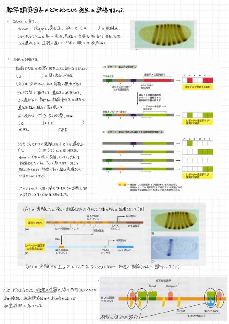 ※Rxxxma 2024改訂版 エッセンシャル細胞生物学 自作問題集