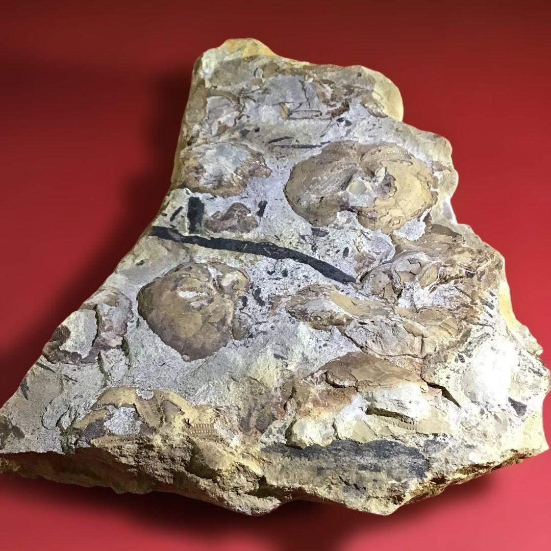 化石　海洋生物　イソギンチャク他　　　　玄5