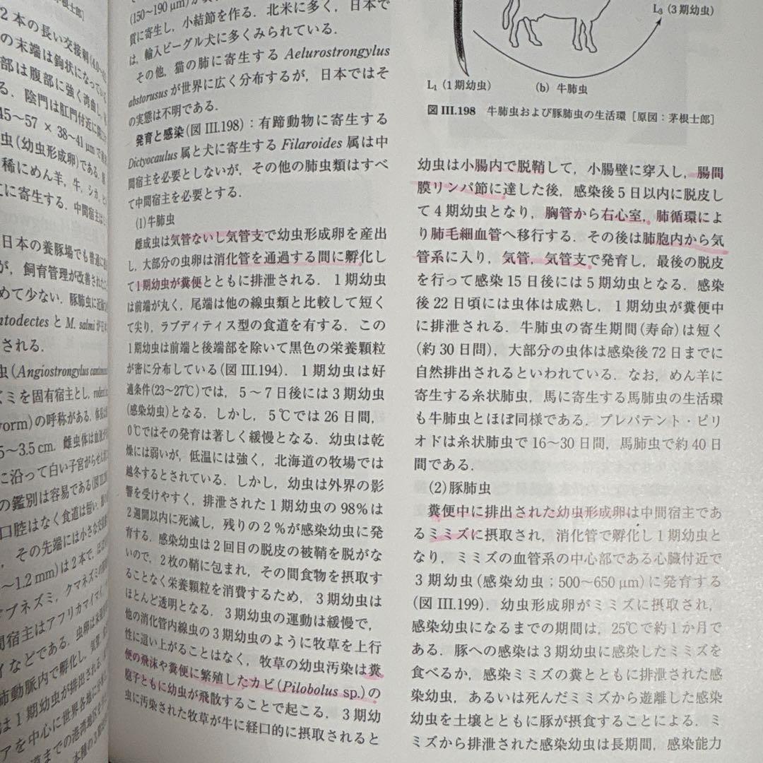 みかん