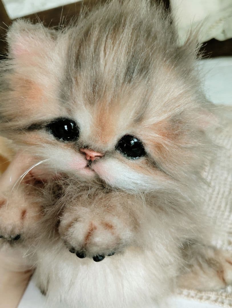 チンチラゴールデン♡子猫のプリンちゃん♡アートドール♡ぬいぐるみ♡