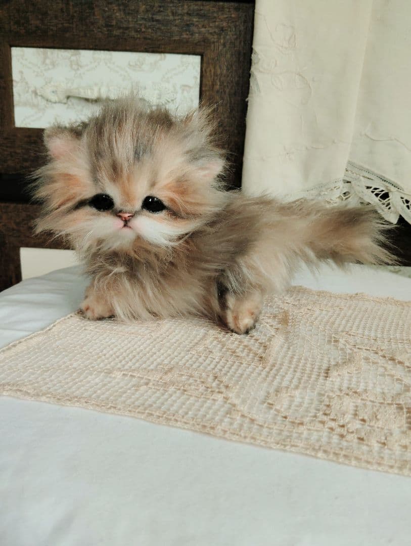 チンチラゴールデン♡子猫のプリンちゃん♡アートドール♡ぬいぐるみ♡