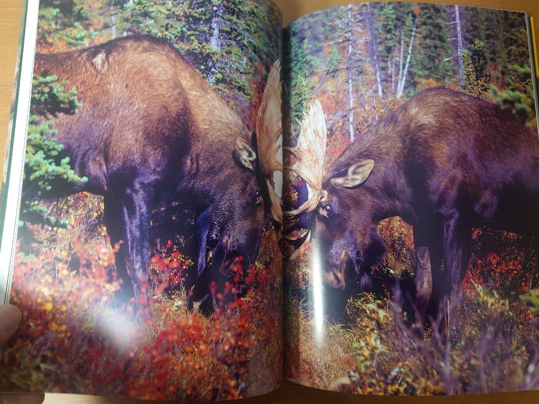 【美品】星野道夫　GRIZZLY & MOOSE 写真集2冊セット