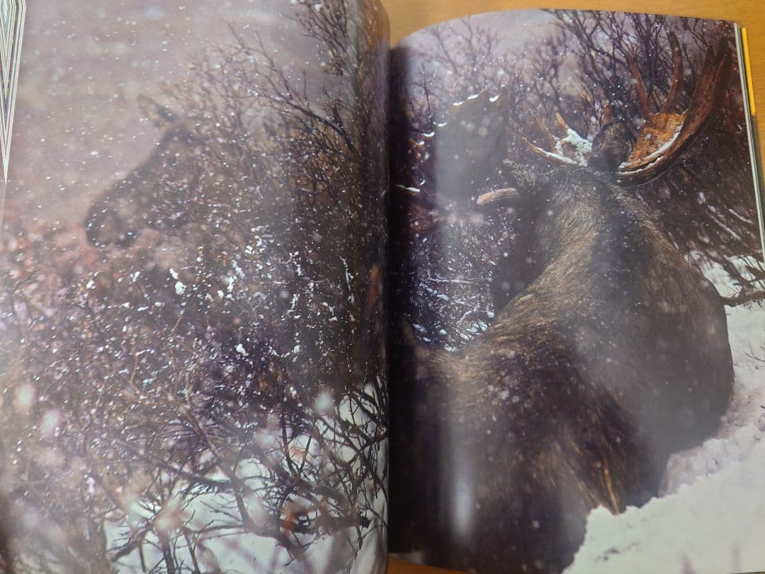 【美品】星野道夫　GRIZZLY & MOOSE 写真集2冊セット