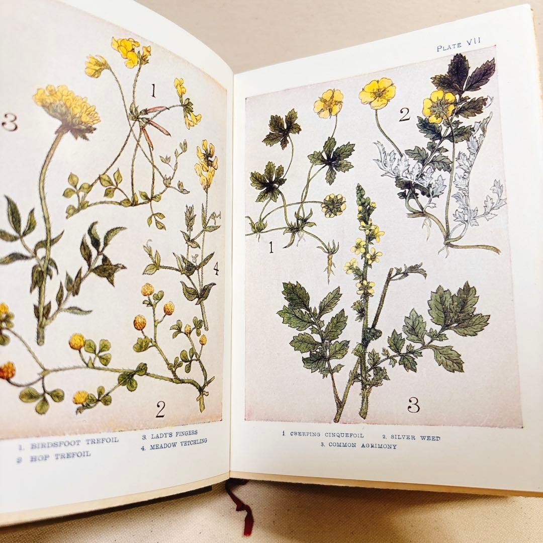 海外 ヴィンテージ 洋書 FLOWERS 草花の図鑑 イギリス