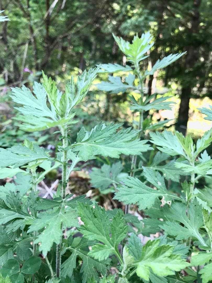 《 薬用万能＊無農薬　よもぎビワクリーム 40ml 》