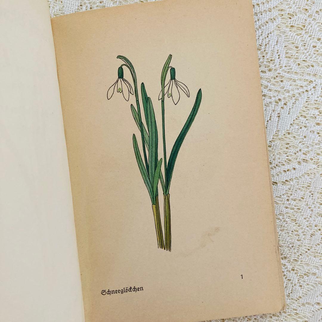 洋書　古書　インゼル文庫 No.269 & 281　小さな植物図鑑2冊セット♪