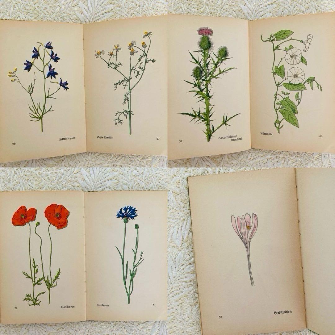 洋書　古書　インゼル文庫 No.269 & 281　小さな植物図鑑2冊セット♪