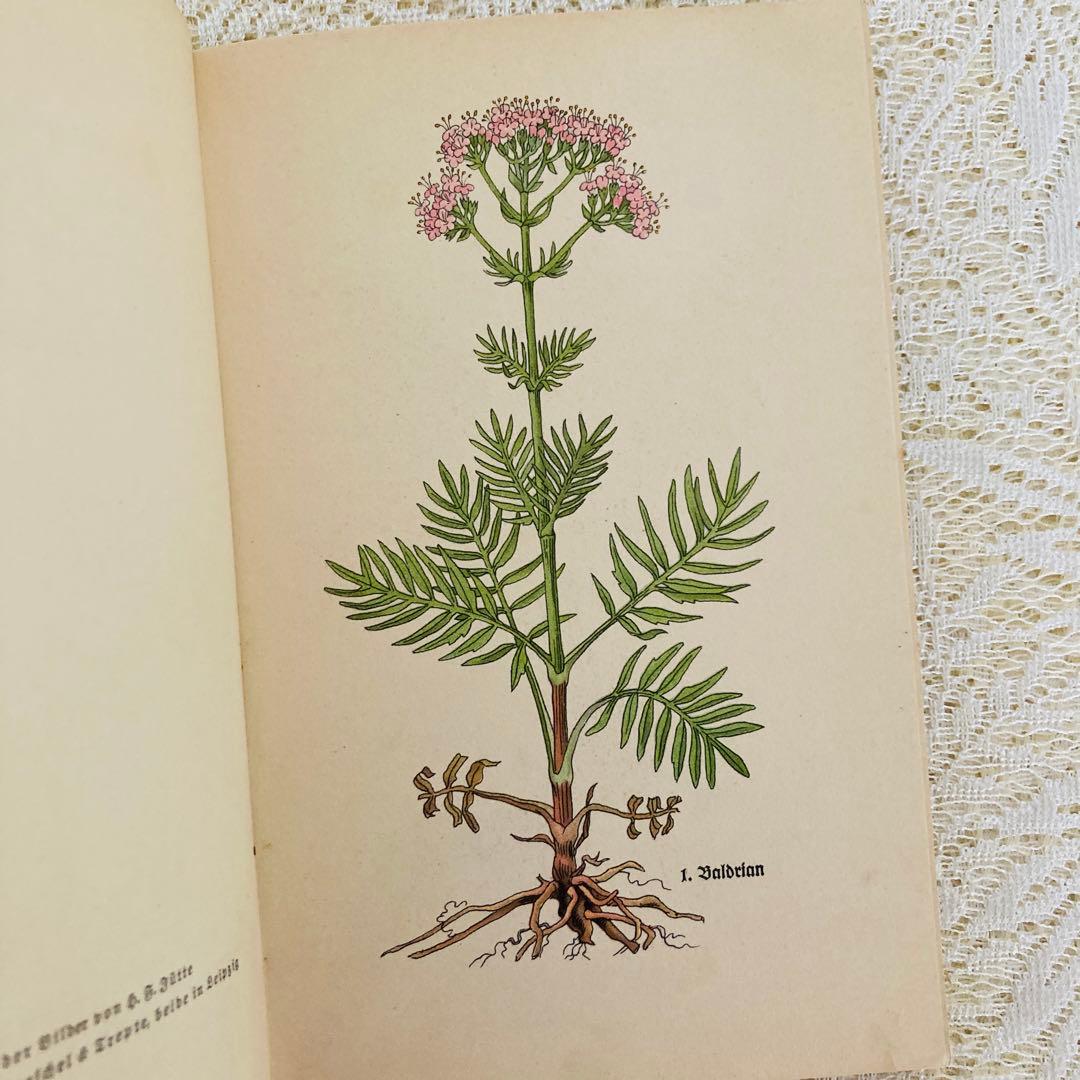 洋書　古書　インゼル文庫 No.269 & 281　小さな植物図鑑2冊セット♪