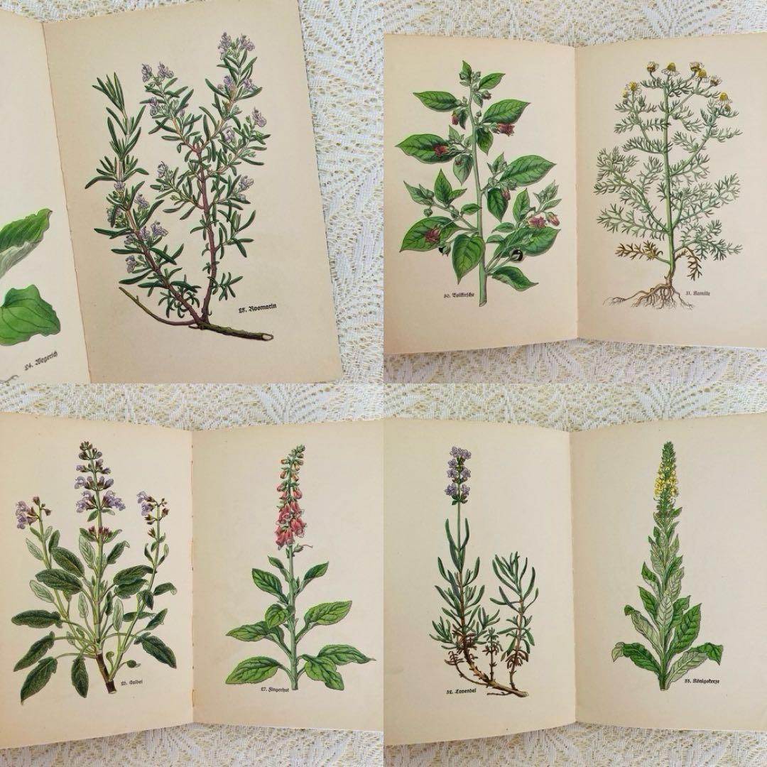 洋書　古書　インゼル文庫 No.269 & 281　小さな植物図鑑2冊セット♪