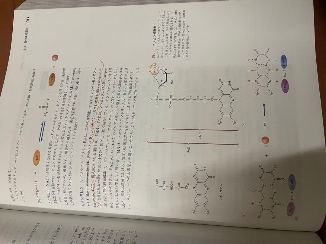 マッキー生化学（第6版）分子から解き明かす生命