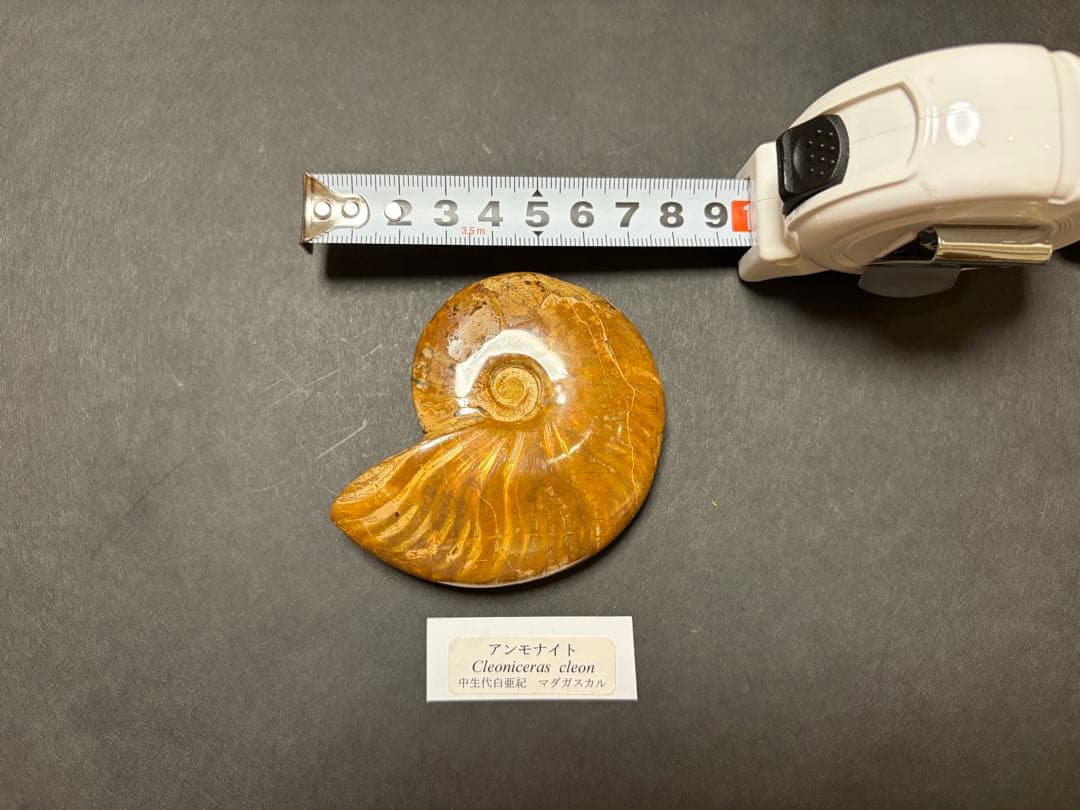 クレオニセラス アンモナイト化石（マダガスカル産）約8cm