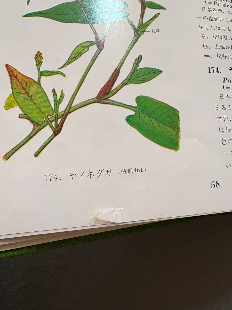 M6☆原色牧野植物大図鑑 2冊セット 北隆館☆