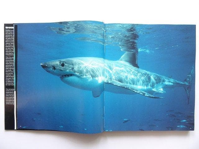 洋書◆サメの写真集 本 鮫 ジョーズ 動物