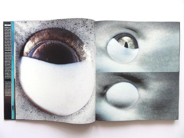 洋書◆サメの写真集 本 鮫 ジョーズ 動物
