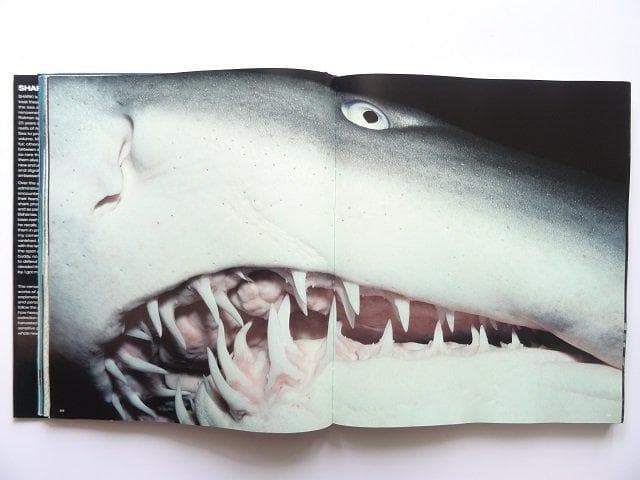 洋書◆サメの写真集 本 鮫 ジョーズ 動物