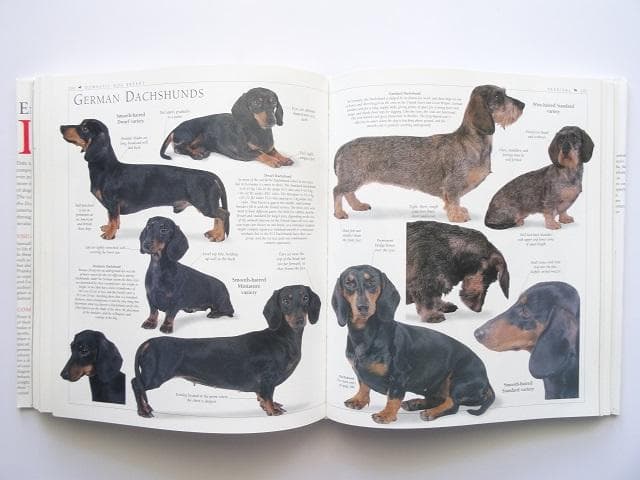 洋書◆犬の写真集 百科事典 本 イヌ いぬ ブルース・フォーグル