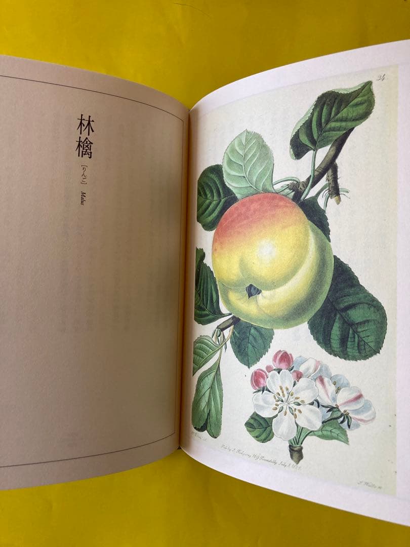 フローラ逍遥　澁澤龍彦著