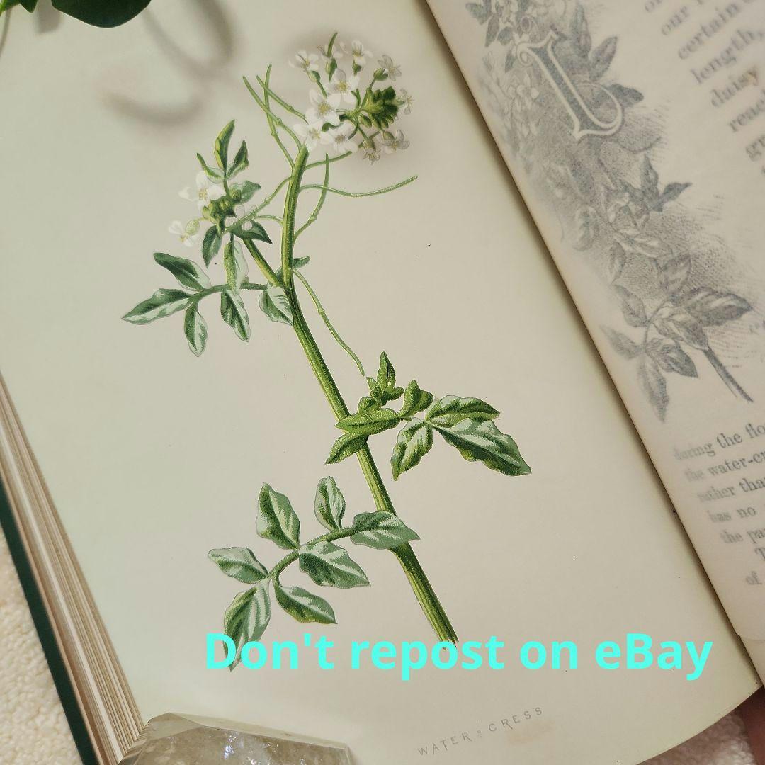 植物図鑑　洋書　古書　ボタニカルアート　アンティーク　リトグラフ　23