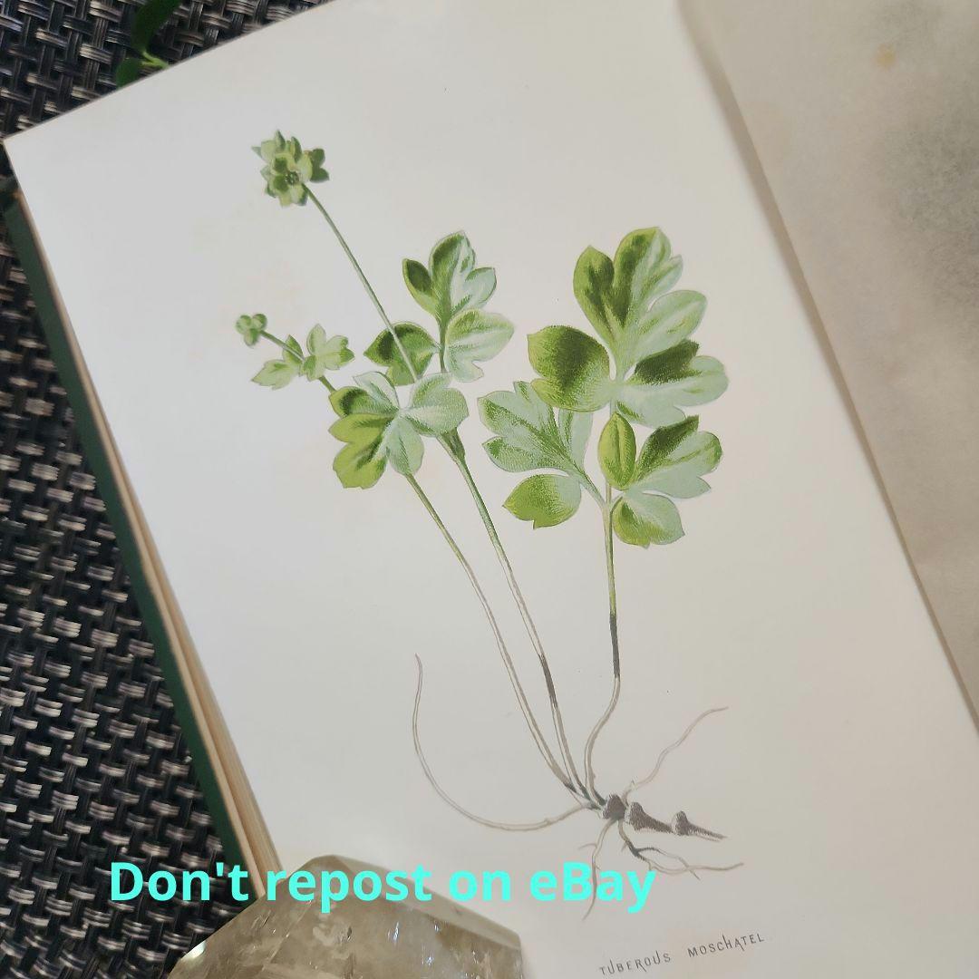 植物図鑑　洋書　古書　ボタニカルアート　アンティーク　リトグラフ　23