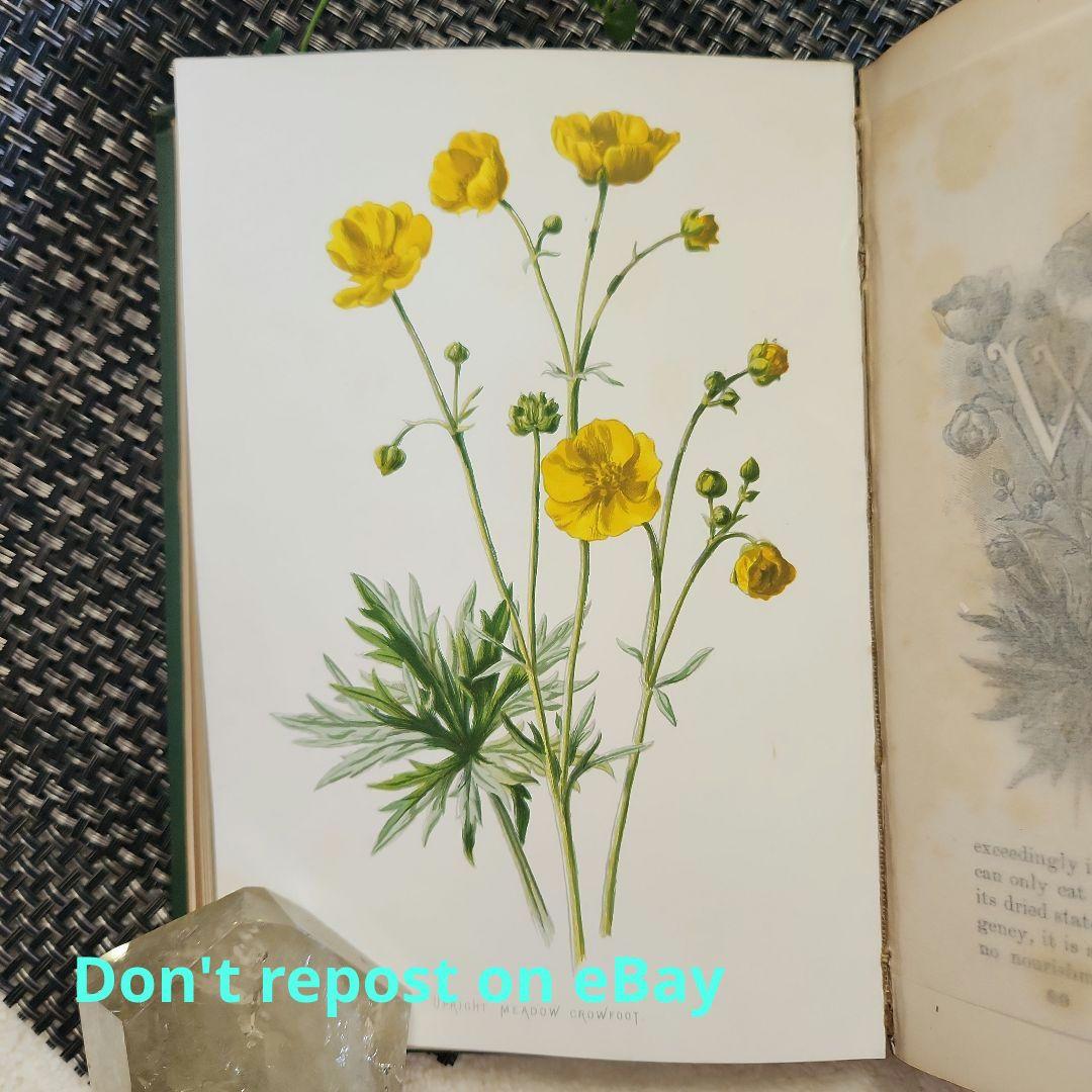 植物図鑑　洋書　古書　ボタニカルアート　アンティーク　リトグラフ　23