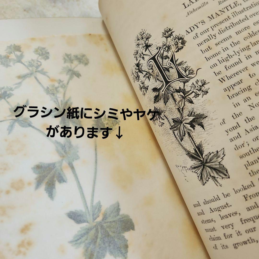 植物図鑑　洋書　古書　ボタニカルアート　アンティーク　リトグラフ　23