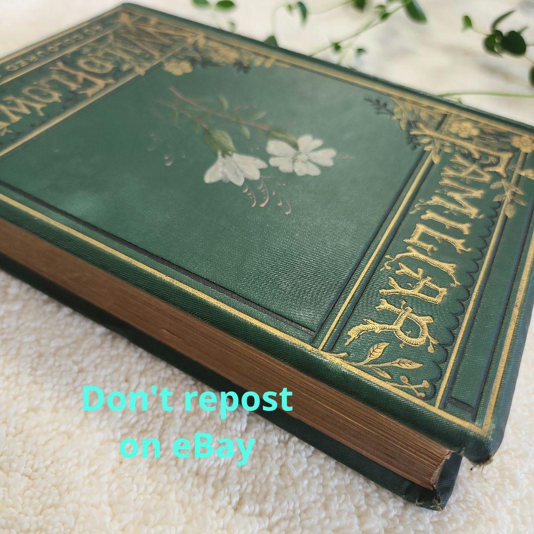 植物図鑑　洋書　古書　ボタニカルアート　アンティーク　リトグラフ　23