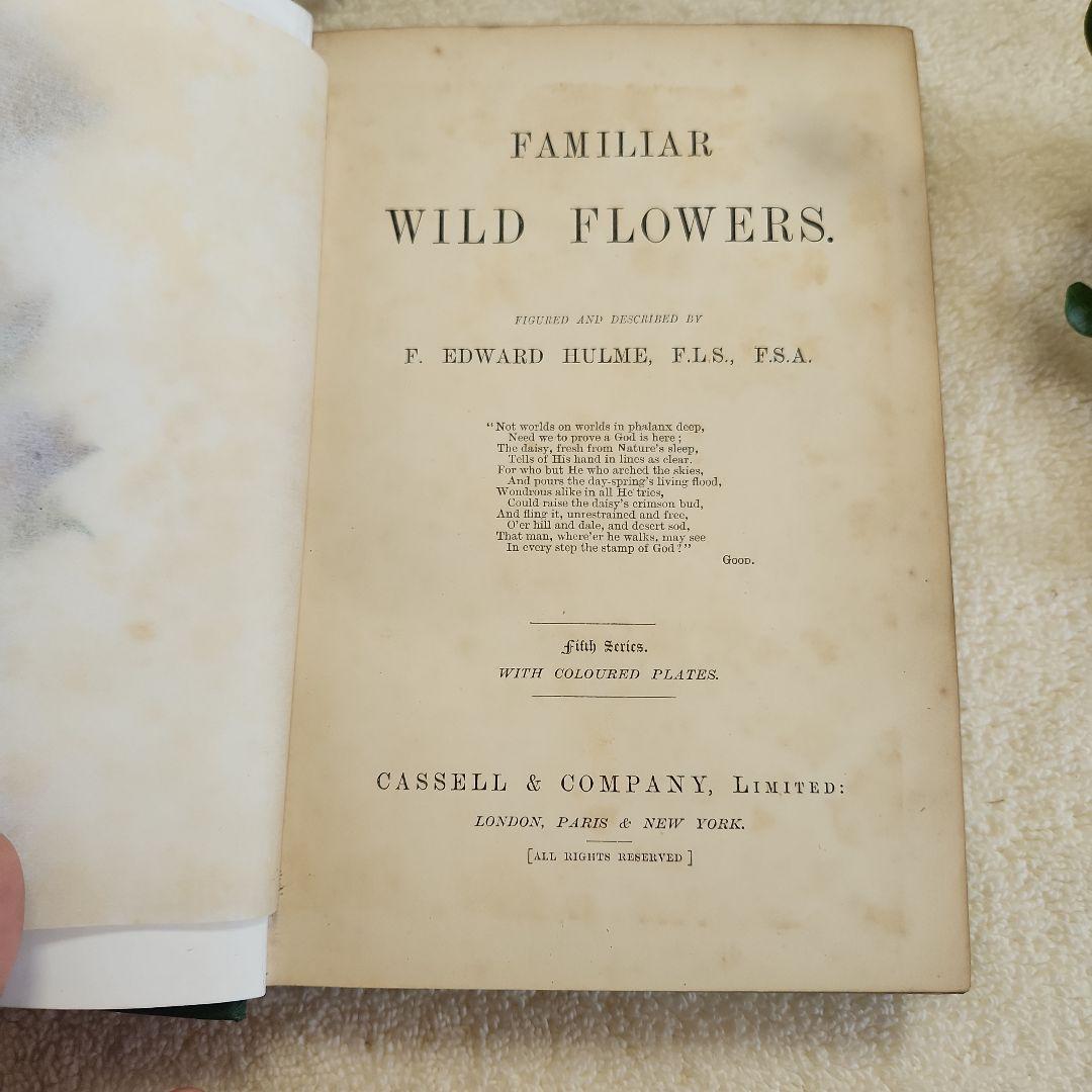 植物図鑑　洋書　古書　ボタニカルアート　アンティーク　リトグラフ　23