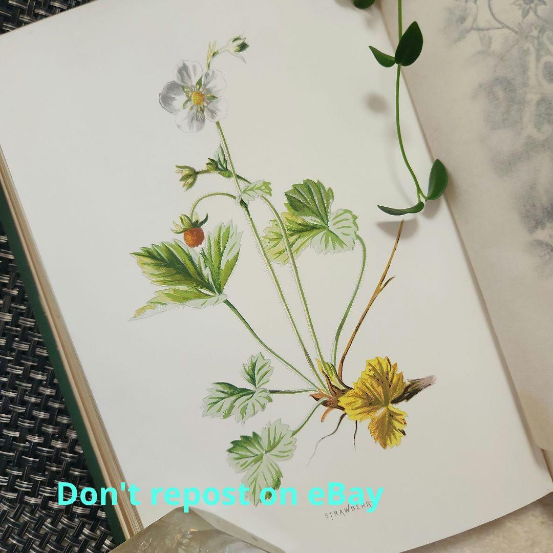 植物図鑑　洋書　古書　ボタニカルアート　アンティーク　リトグラフ　23
