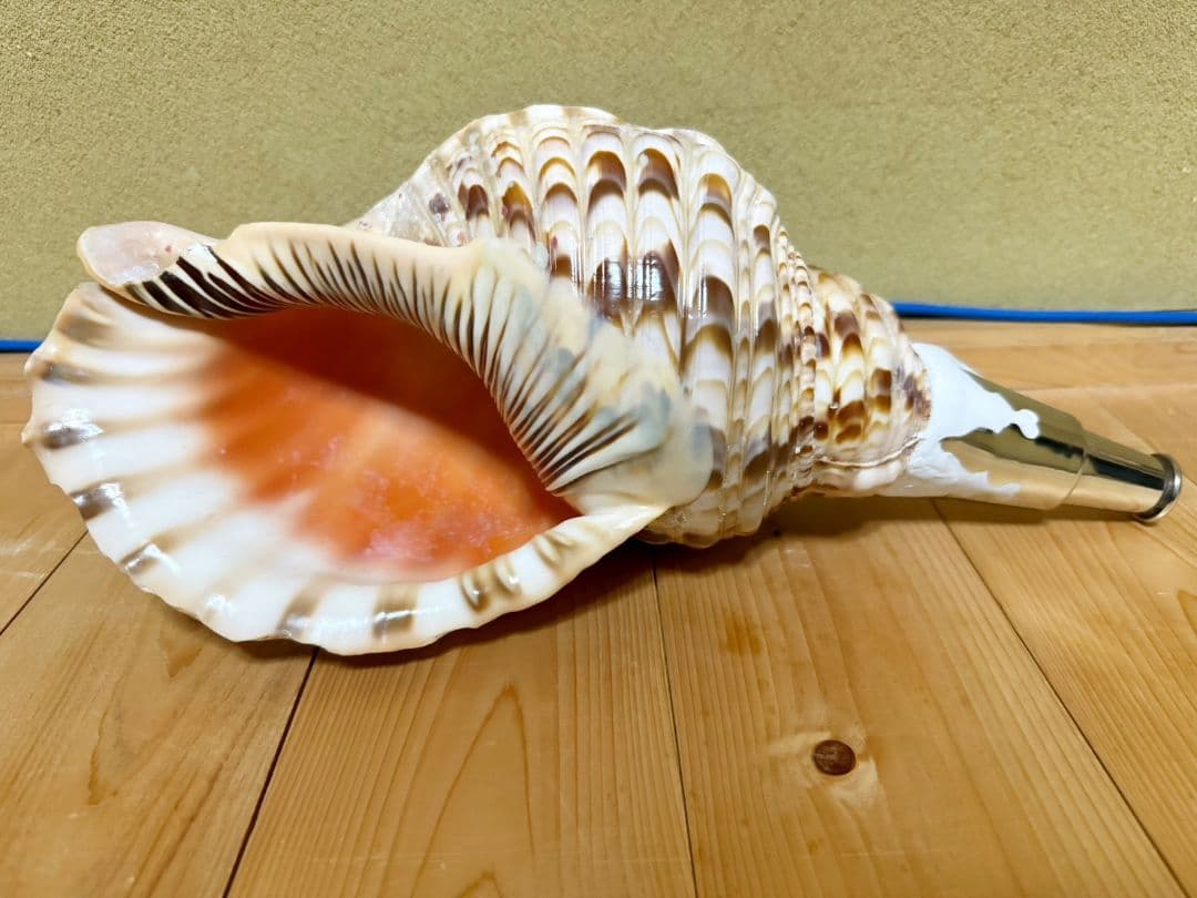 大型肉厚39㎝修験道法螺貝 山伏