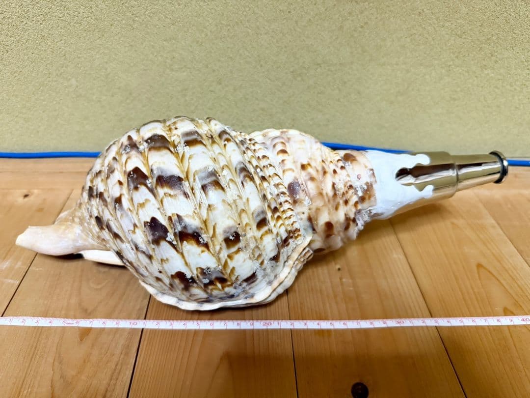 大型肉厚39㎝修験道法螺貝 山伏