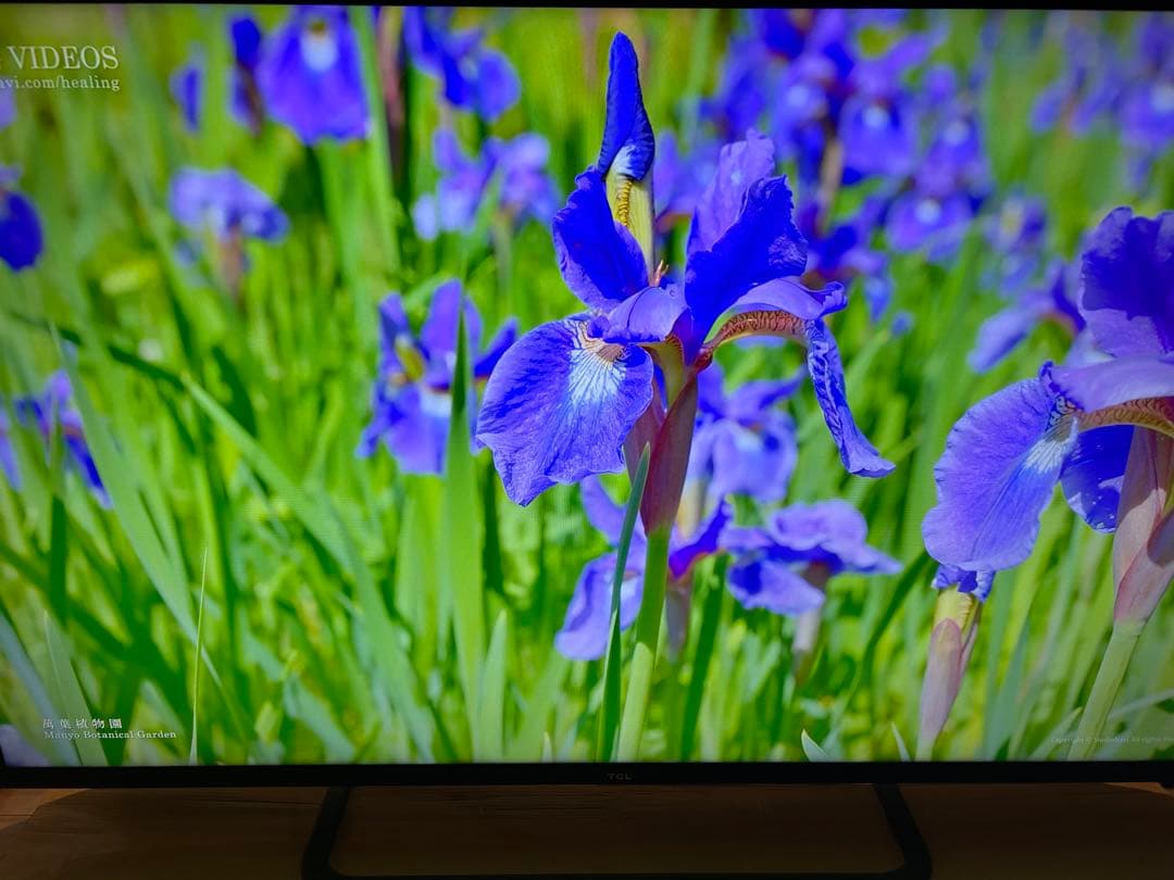 特価 TCL 55P815 Android TV / 4K対応 2020年製