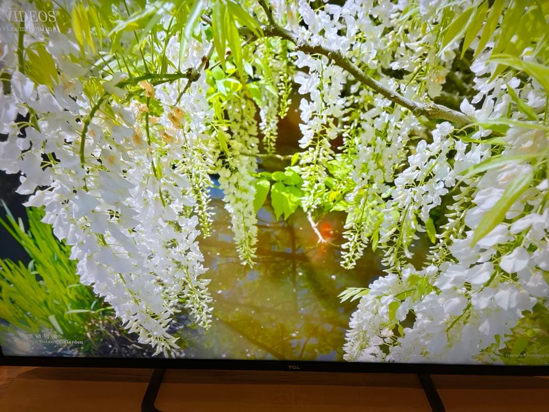特価 TCL 55P815 Android TV / 4K対応 2020年製