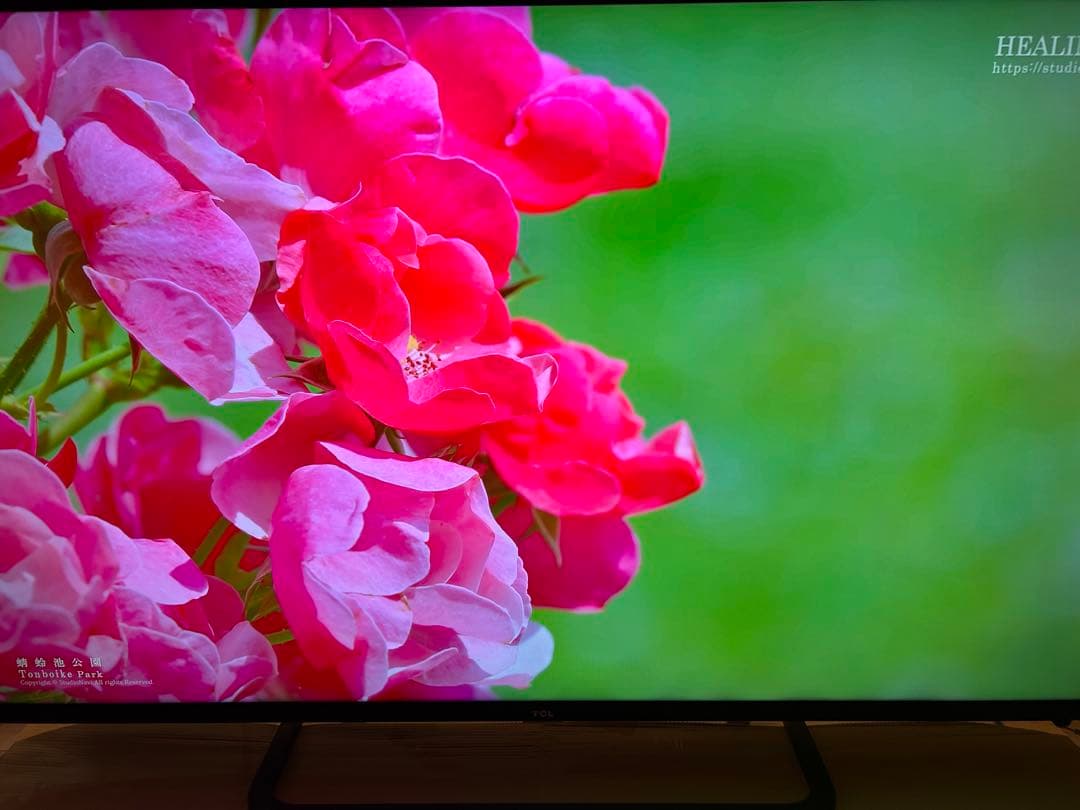 特価 TCL 55P815 Android TV / 4K対応 2020年製