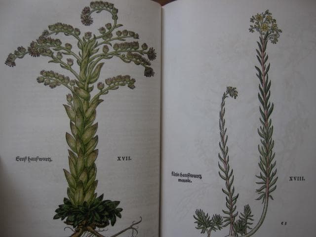 アート・デザイン・音楽 Leonhart Fuchs : The New Herbal of 1543