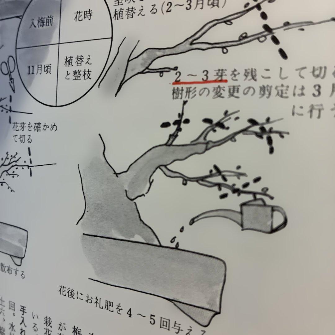 ★希少★ 絵説き 盆栽の手入れ