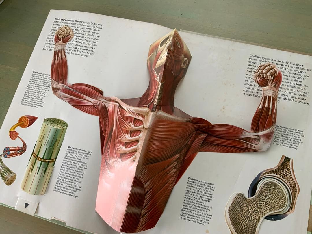 ヴィンテージ飛び出す絵本　人間の体　The Human Body