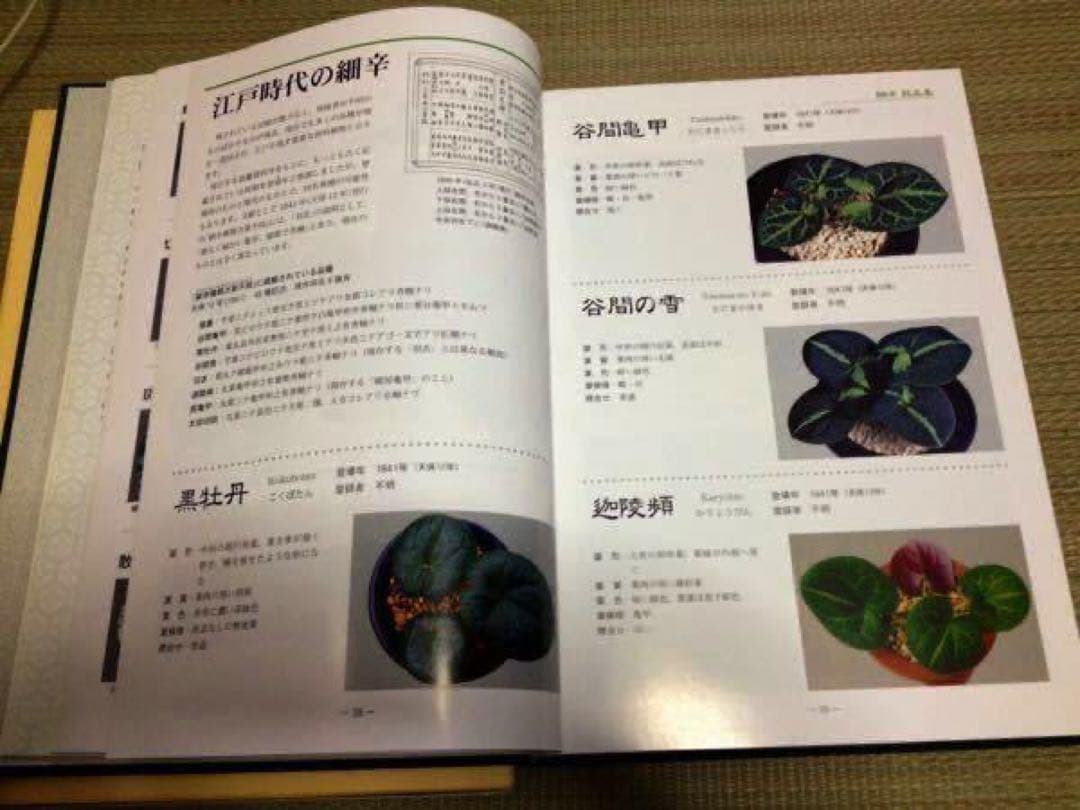 まとめ売り　細辛寒葵 3冊　岸勝美　入澤清治　日本細辛　寒葵保存愛好会