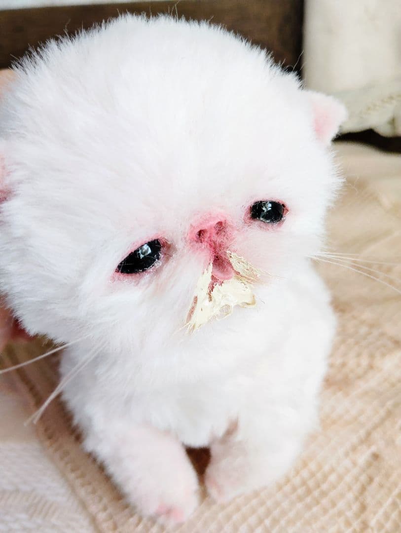 生後10日♡エキゾ子猫ちゃん♡ママ〜ミルクちょうだい♡アートドール♡ぬいぐるみ♡