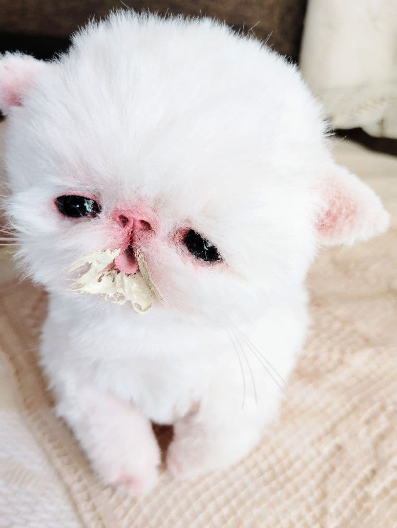 生後10日♡エキゾ子猫ちゃん♡ママ〜ミルクちょうだい♡アートドール♡ぬいぐるみ♡