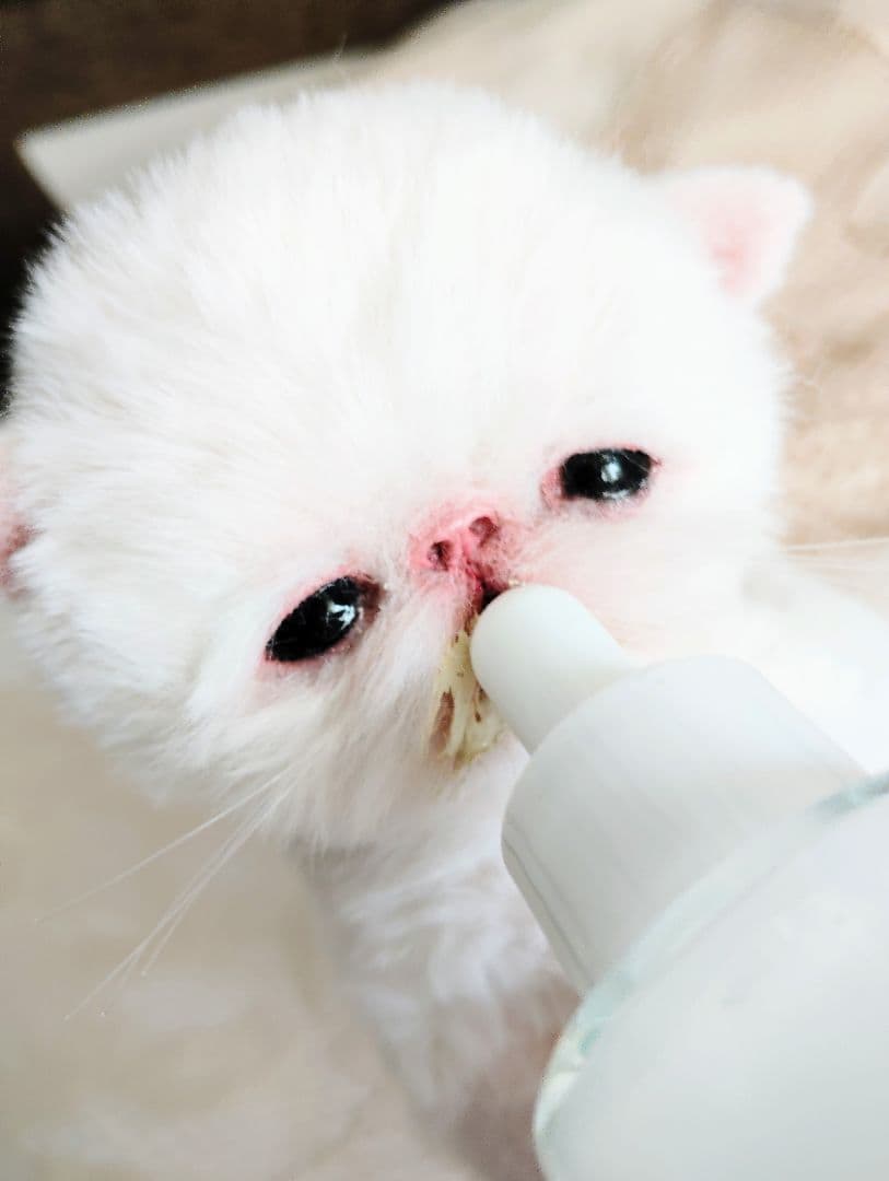 生後10日♡エキゾ子猫ちゃん♡ママ〜ミルクちょうだい♡アートドール♡ぬいぐるみ♡