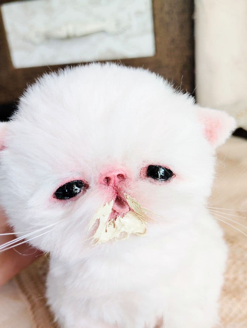 生後10日♡エキゾ子猫ちゃん♡ママ〜ミルクちょうだい♡アートドール♡ぬいぐるみ♡