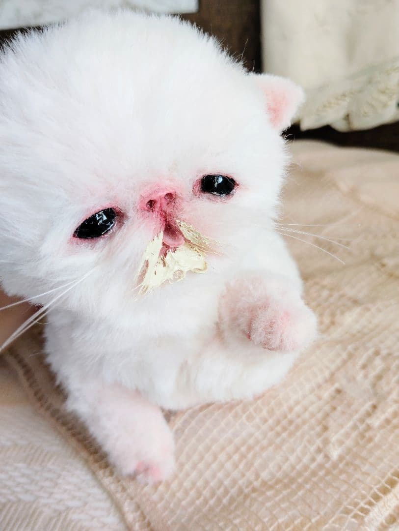 生後10日♡エキゾ子猫ちゃん♡ママ〜ミルクちょうだい♡アートドール♡ぬいぐるみ♡