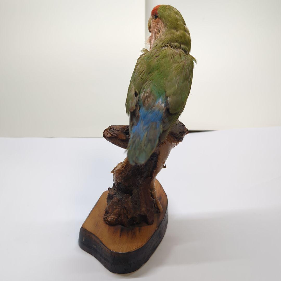 コザクラインコ　剥製
