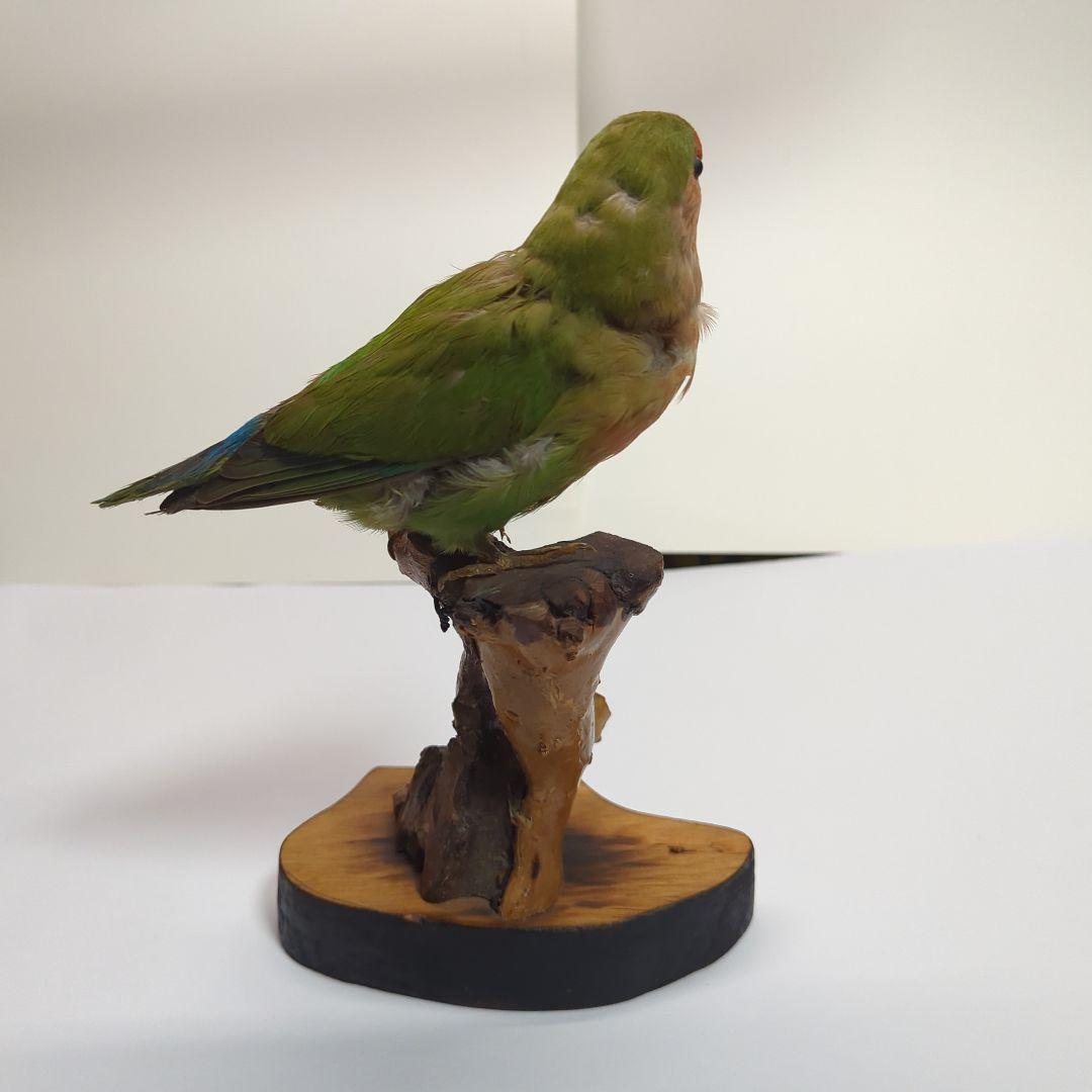 コザクラインコ　剥製