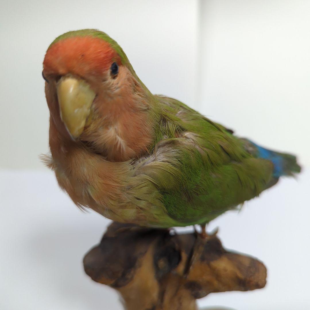 コザクラインコ　剥製