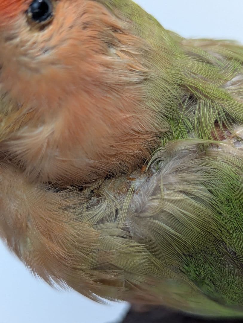 コザクラインコ　剥製