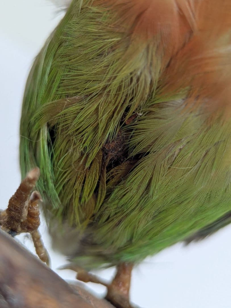 コザクラインコ　剥製