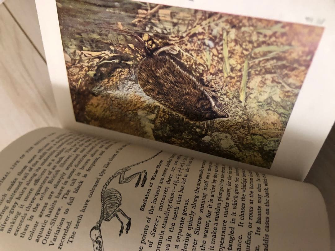 希少　洋書　1942年　古書　Animal Life Of The
